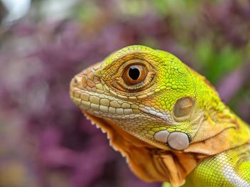 Iguana Reptile