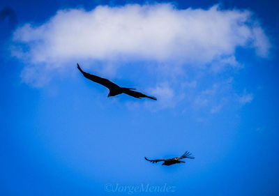 Low angle view of birds flying in sky