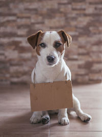 Portrait of dog sitting on floor