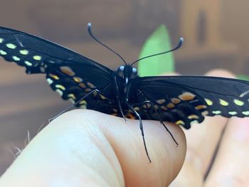 Close-up of butterfly on hand