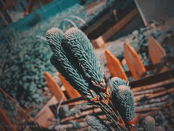 High angle view of succulent plant