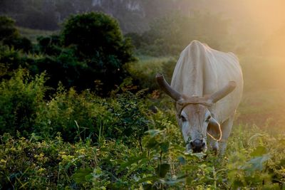 Cow standing on grassy field