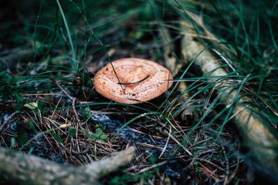 Close-up of mushroom growing on field