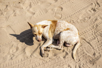 Portrait from above of an abandoned dog sitting on the sand of a beach. 