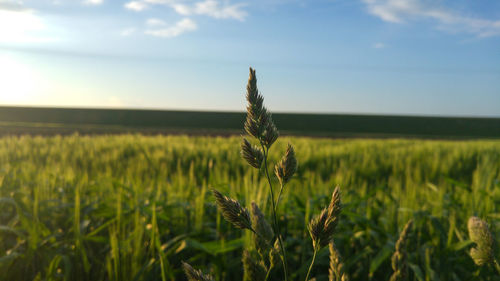 Plants growing on agricultural field against sky