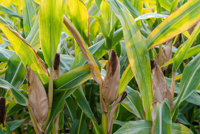 Close-up of a plant