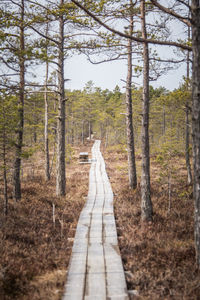 A wooden footpath in an early spring swamp