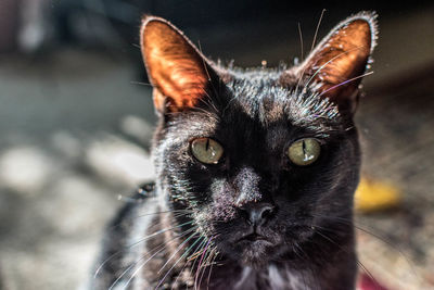 Close-up portrait of cat