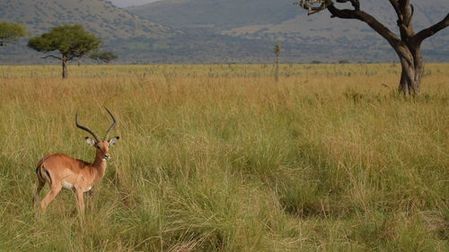 Deer standing on field