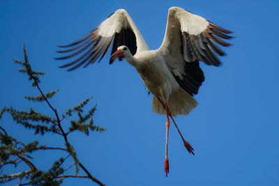 Low angle view of birds flying against blue sky