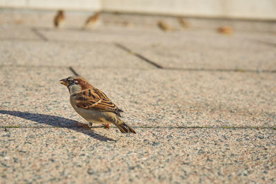 Bird perching on footpath