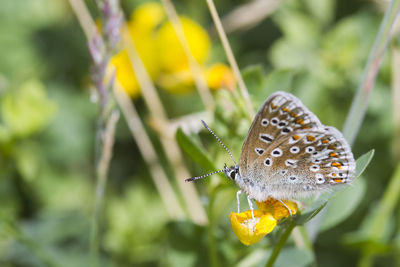 Close-up of butterfly on plant