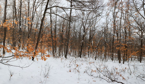 Bare trees on snow covered land