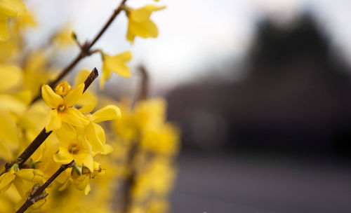 Close up of yellow flower