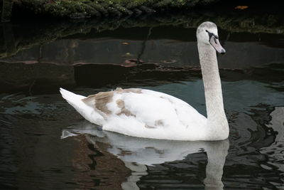 Swan floating on lake