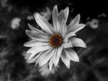 Close-up of water lily blooming outdoors