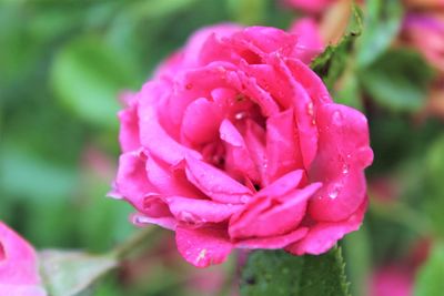 Close-up of wet pink rose blooming outdoors