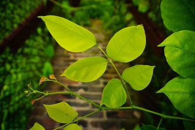 Close-up of green leaves