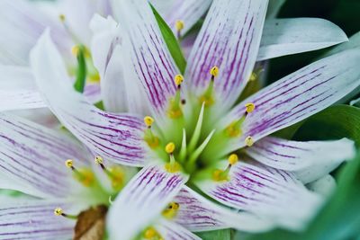 Close-up of purple lilies