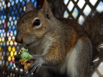 Close-up of squirrel eating popcorn
