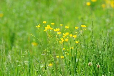 Yellow flowering plants on field