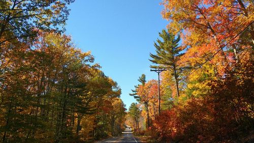 Road passing through autumn trees