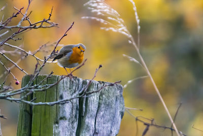 Low angle view of bird perching on wooden post