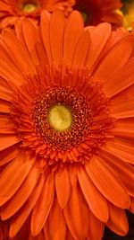 Close-up of orange gerbera daisy
