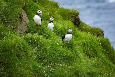 Ducks on grassy field