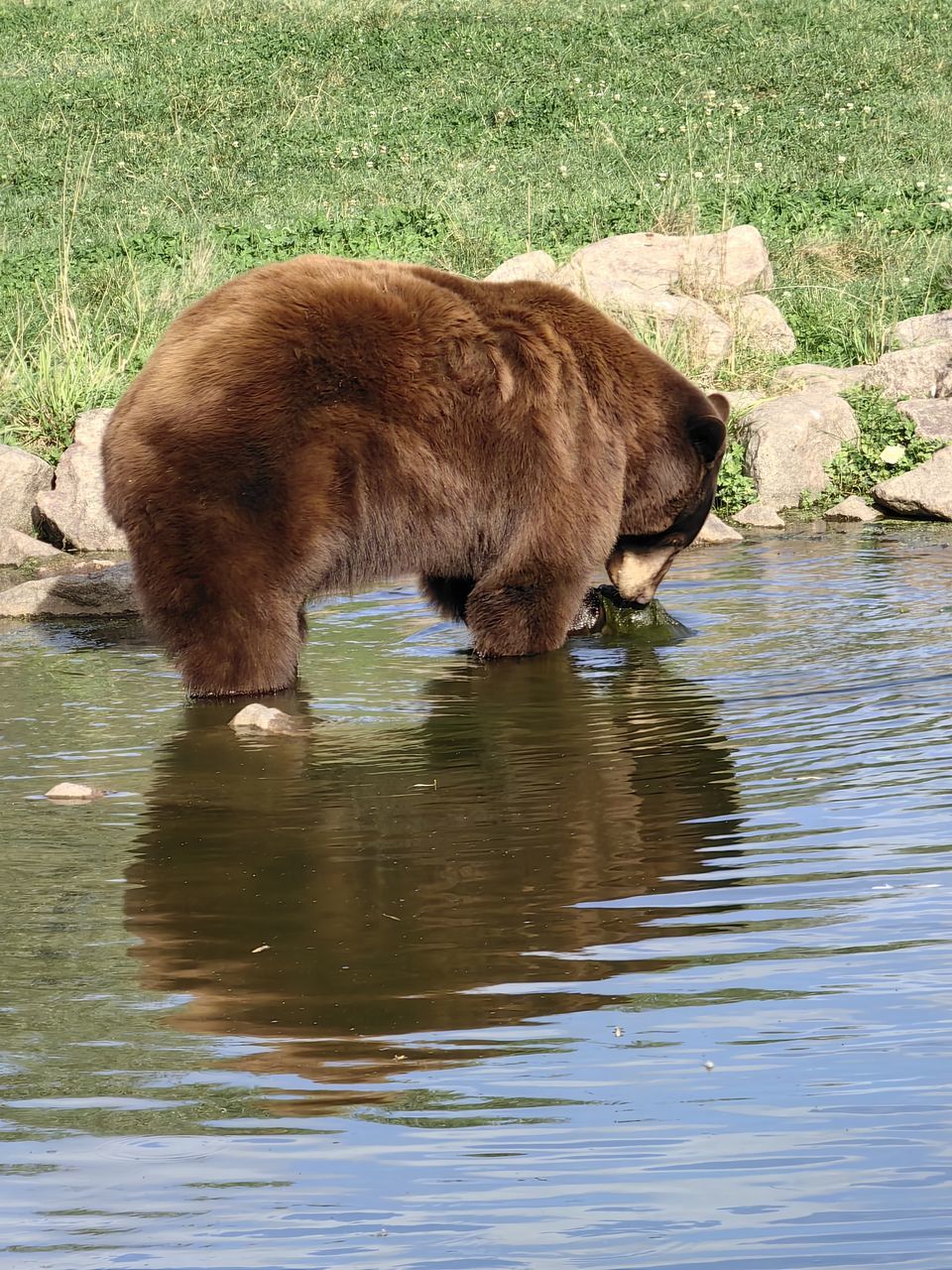 animal themes, animal, mammal, one animal, water, animal wildlife, wildlife, nature, no people, day, brown, domestic animals, lake, drink, grass, outdoors, grizzly bear, drinking, plant, cattle, bear, pet, brown bear