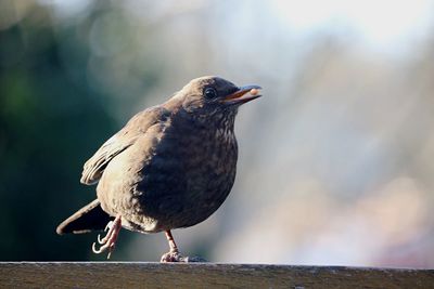 Close-up of bird perching outdoors