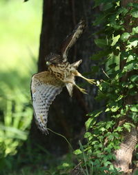 Close-up of butterfly on a plant