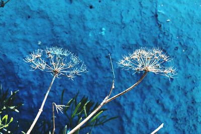 Close-up of wilted plant