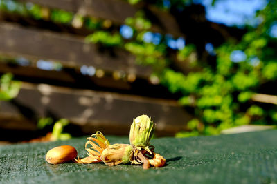 Hazelnut and flower fallen on wooden table