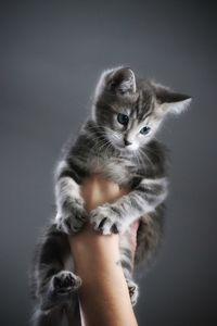 Close-up of hand holding kitten against black background