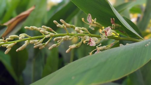 Close-up of flowering plant