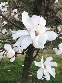 Close-up of white frangipani blooming on tree