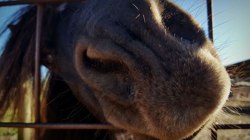 Close-up of a horse