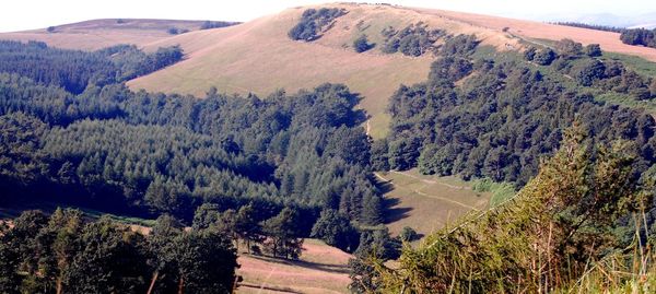 Panoramic shot of trees on landscape