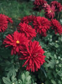 Close-up of red flowering plant