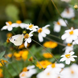 Close-up of white flowers