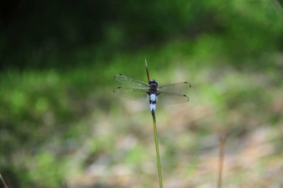 Close-up of dragonfly on plant