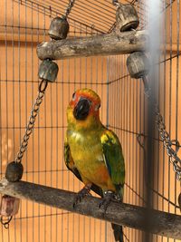 Close-up of parrot in cage