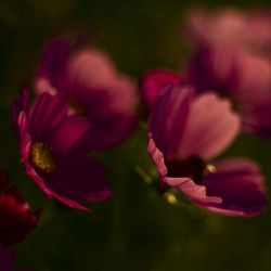 Close-up of pink flower