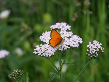 Close-up of butterfly pollinating on flower