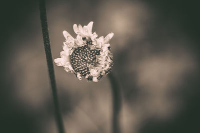 Close-up of wilted flower