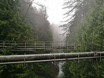 Bridge over river in forest