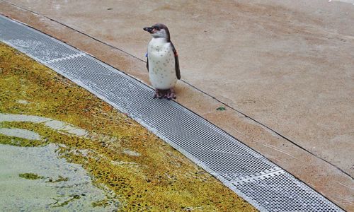 High angle view of bird perching on footpath