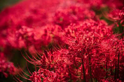 Close-up of red flowering plant