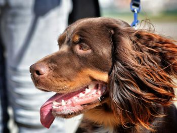 Close-up of dog